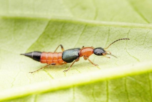 隱翅蟲處理 隱翅蟲處理