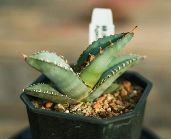 龍舌蘭品種控制 龍舌蘭品種控制