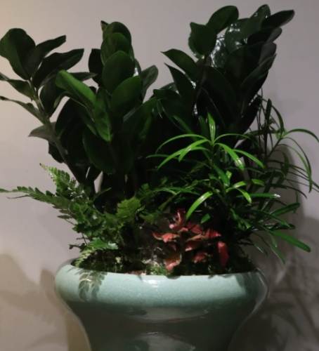 金錢樹施肥時間 金錢樹施肥時間