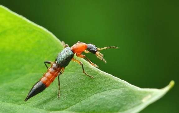 隱翅蟲防治方法 隱翅蟲防治方法