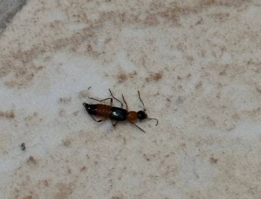 隱翅蟲防治 隱翅蟲防治