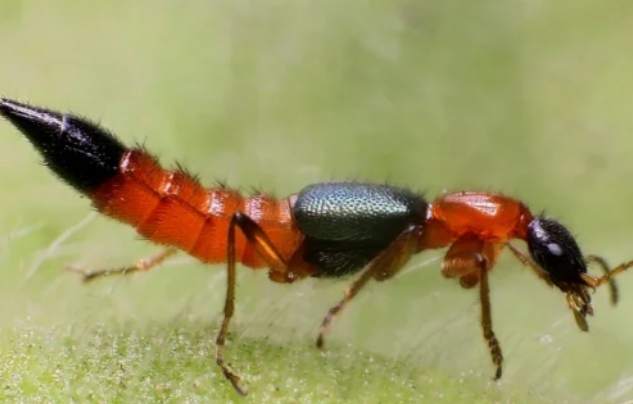 隱翅蟲生態 隱翅蟲生態