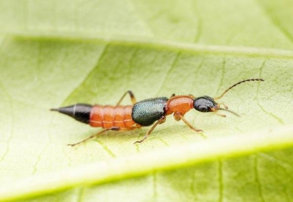 隱翅蟲防治 隱翅蟲防治
