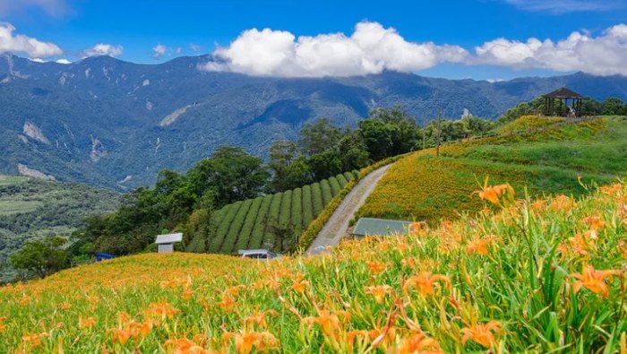 金針山自駕遊 金針山自駕遊