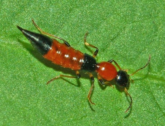 隱翅蟲飛行 隱翅蟲飛行