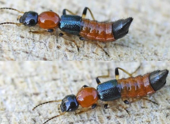 隱翅蟲預防 隱翅蟲預防