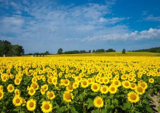 高雄一日遊行程