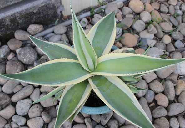 龍舌蘭品種控制 龍舌蘭品種控制