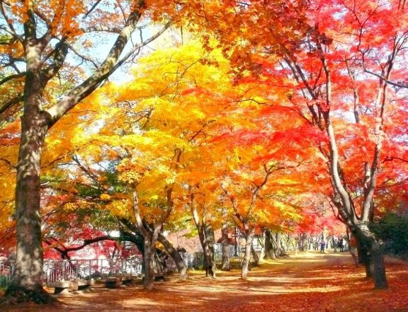 盛岡紅葉