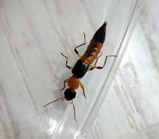 隱翅蟲預防 隱翅蟲預防