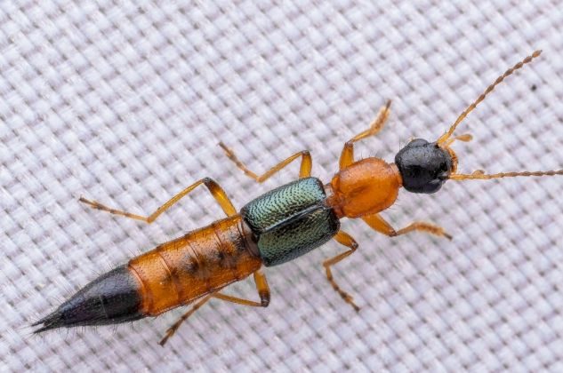 隱翅蟲皮膚炎 隱翅蟲皮膚炎