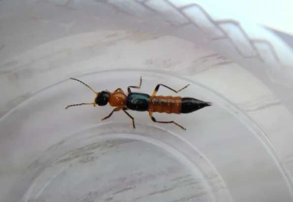 隱翅蟲出現原因 隱翅蟲出現原因