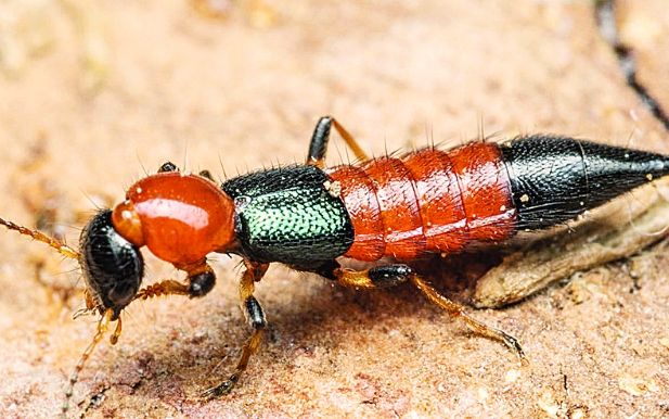 家裡隱翅蟲 家裡隱翅蟲