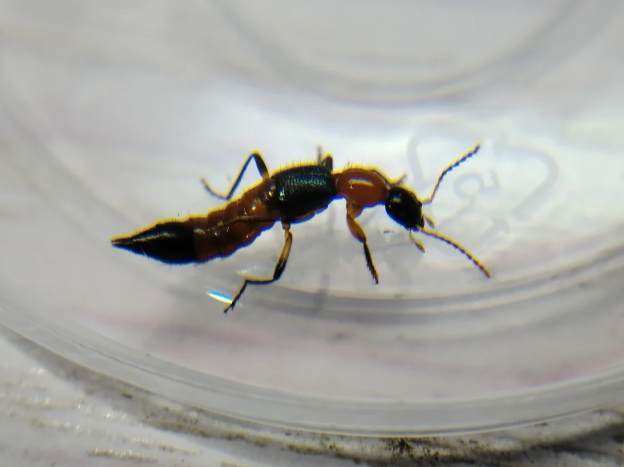 隱翅蟲症狀 隱翅蟲症狀