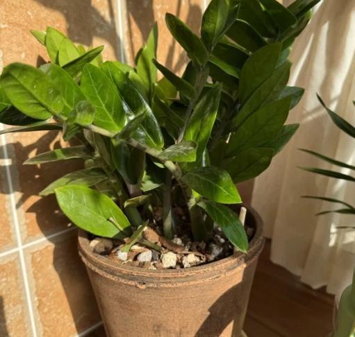 金錢樹肥料推薦 金錢樹肥料推薦