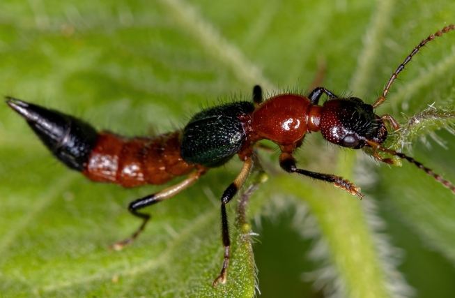 精油驅蟲方法 精油驅蟲方法