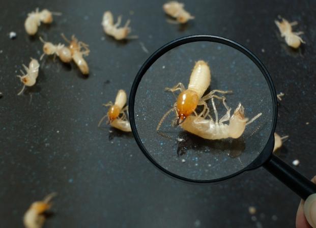 自己除白蟻方法 自己除白蟻方法