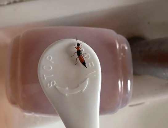 隱翅蟲預防 隱翅蟲預防