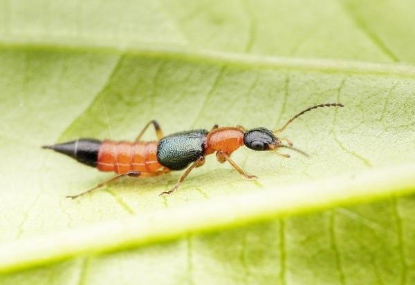 隱翅蟲危害 隱翅蟲危害