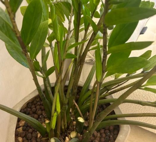 金錢樹施肥注意事項 金錢樹施肥注意事項