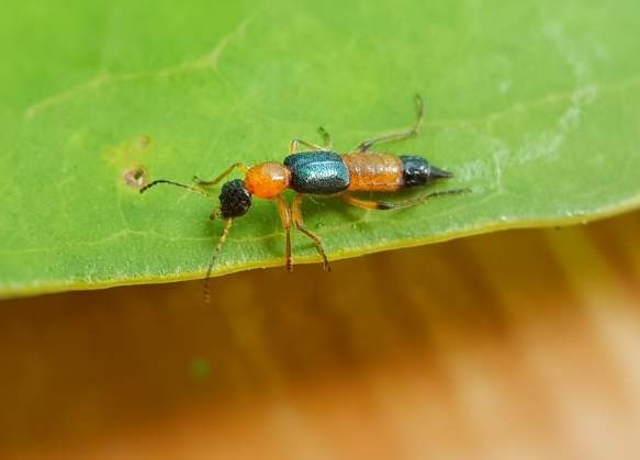 隱翅蟲防治 隱翅蟲防治