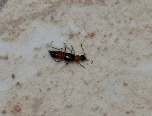 隱翅蟲預防 隱翅蟲預防