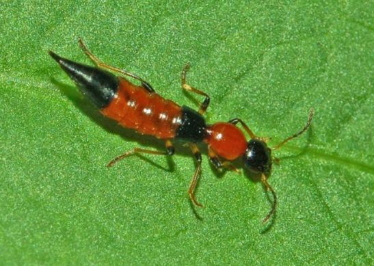 天然除蟲方法 天然除蟲方法