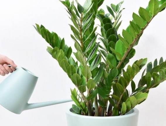 金錢樹肥料推薦 金錢樹肥料推薦