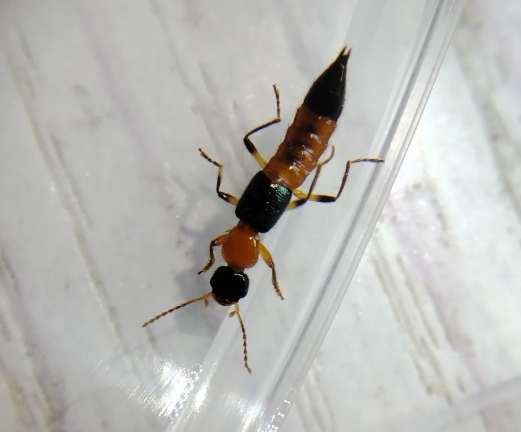 隱翅蟲攻擊 隱翅蟲攻擊