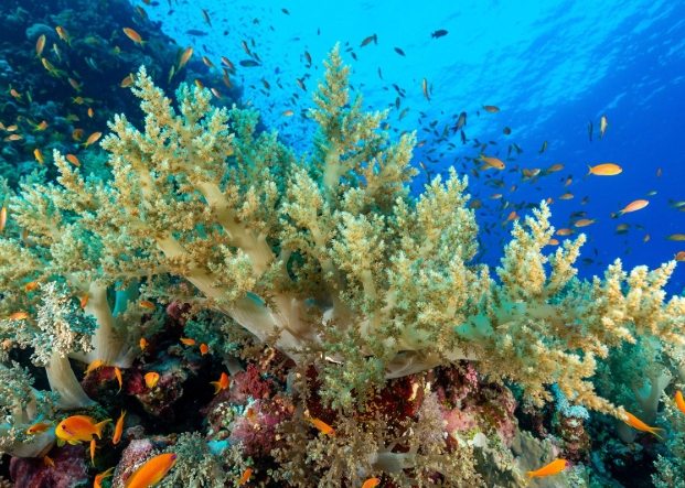 沙巴旅遊攻略 沙巴旅遊攻略