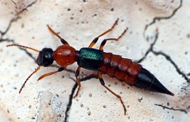 隱翅蟲喜好 隱翅蟲喜好