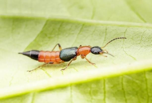 天然除蟲方法 天然除蟲方法