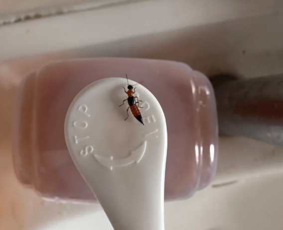 隱翅蟲消滅 隱翅蟲消滅