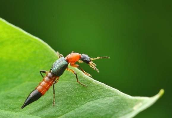 隱翅蟲生物防治 隱翅蟲生物防治