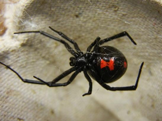 隱翅蟲生物防治 隱翅蟲生物防治