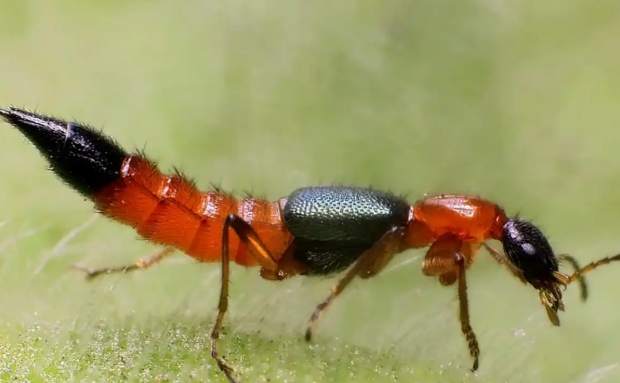 隱翅蟲防治方法 隱翅蟲防治方法