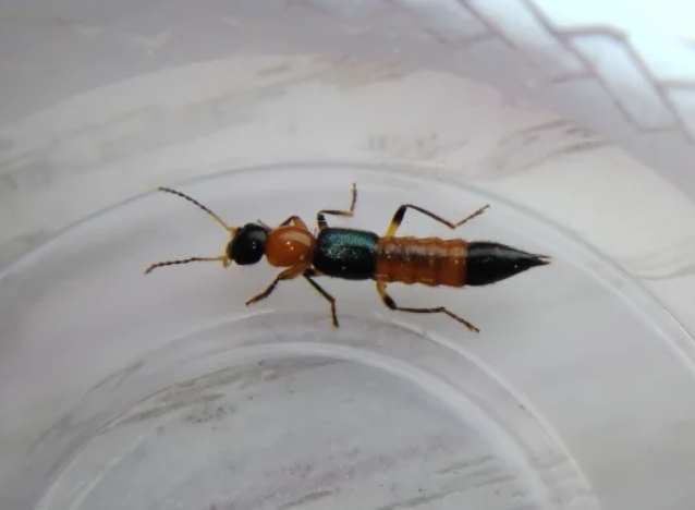 隱翅蟲消滅 隱翅蟲消滅