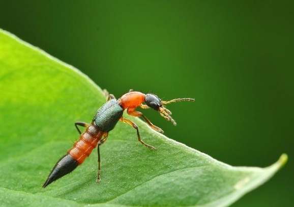 隱翅蟲環境因素 隱翅蟲環境因素