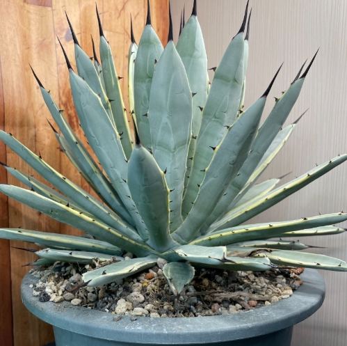 龍舌蘭栽培方法 龍舌蘭栽培方法