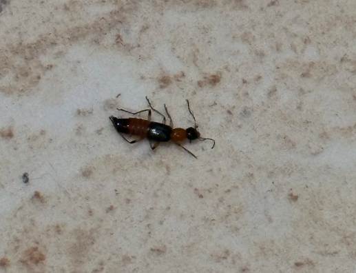 如何處理隱翅蟲 如何處理隱翅蟲