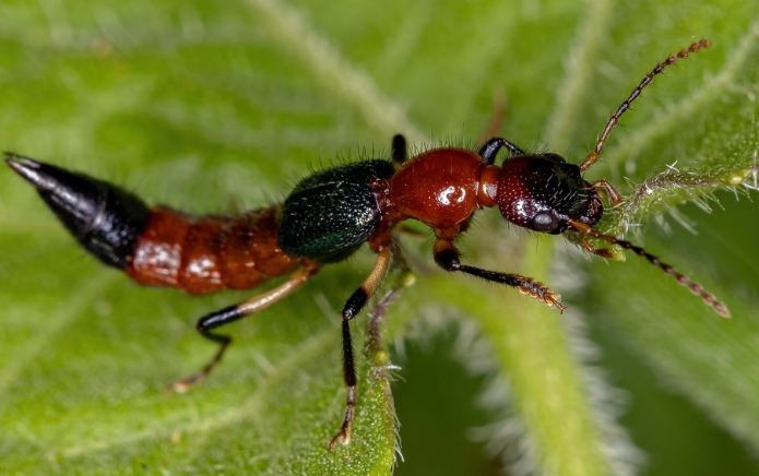 酒精驅蟲效果 酒精驅蟲效果