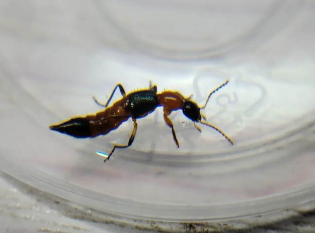 隱翅蟲生態 隱翅蟲生態