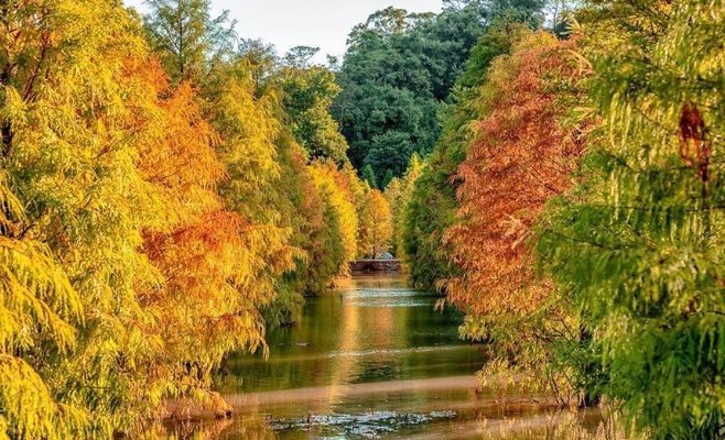 三灣落羽松一日遊