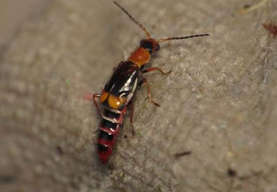 精油驅蟲方法 精油驅蟲方法