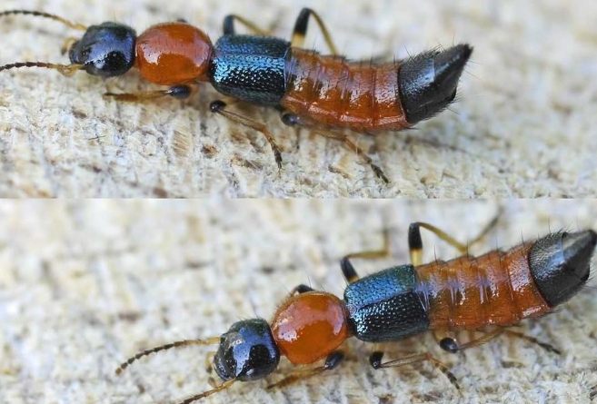 隱翅蟲處理 隱翅蟲處理