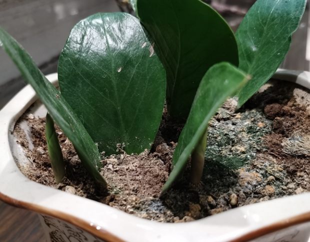 金錢樹施肥時間 金錢樹施肥時間