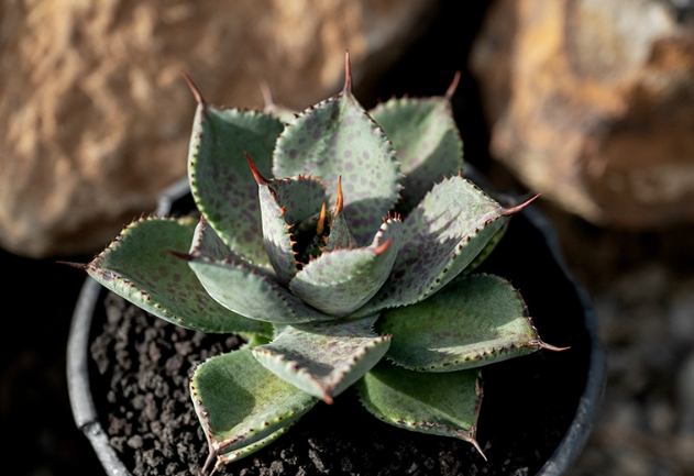 龍舌蘭栽培方法 龍舌蘭栽培方法