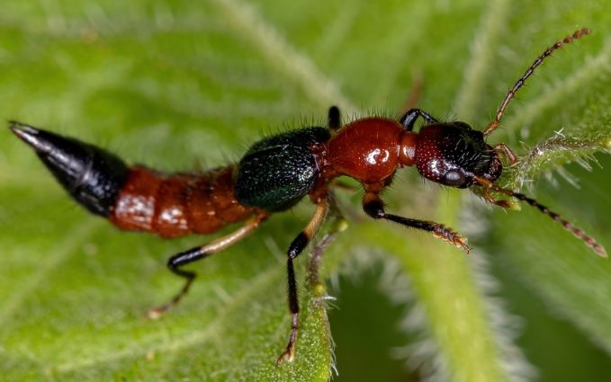 隱翅蟲習性 隱翅蟲習性