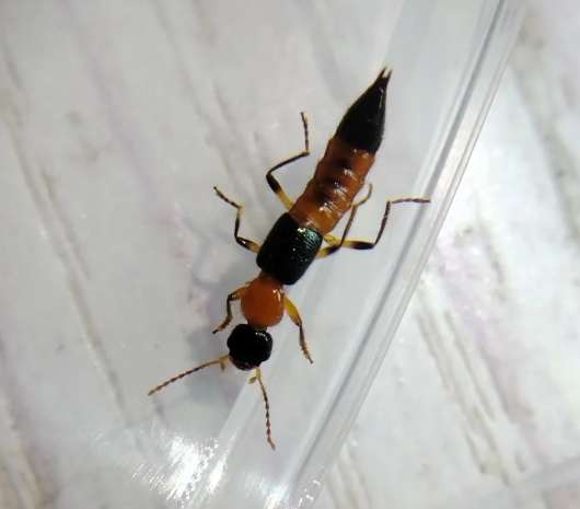 隱翅蟲防治方法 隱翅蟲防治方法