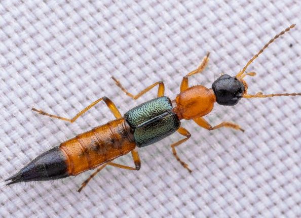 隱翅蟲防治方法 隱翅蟲防治方法